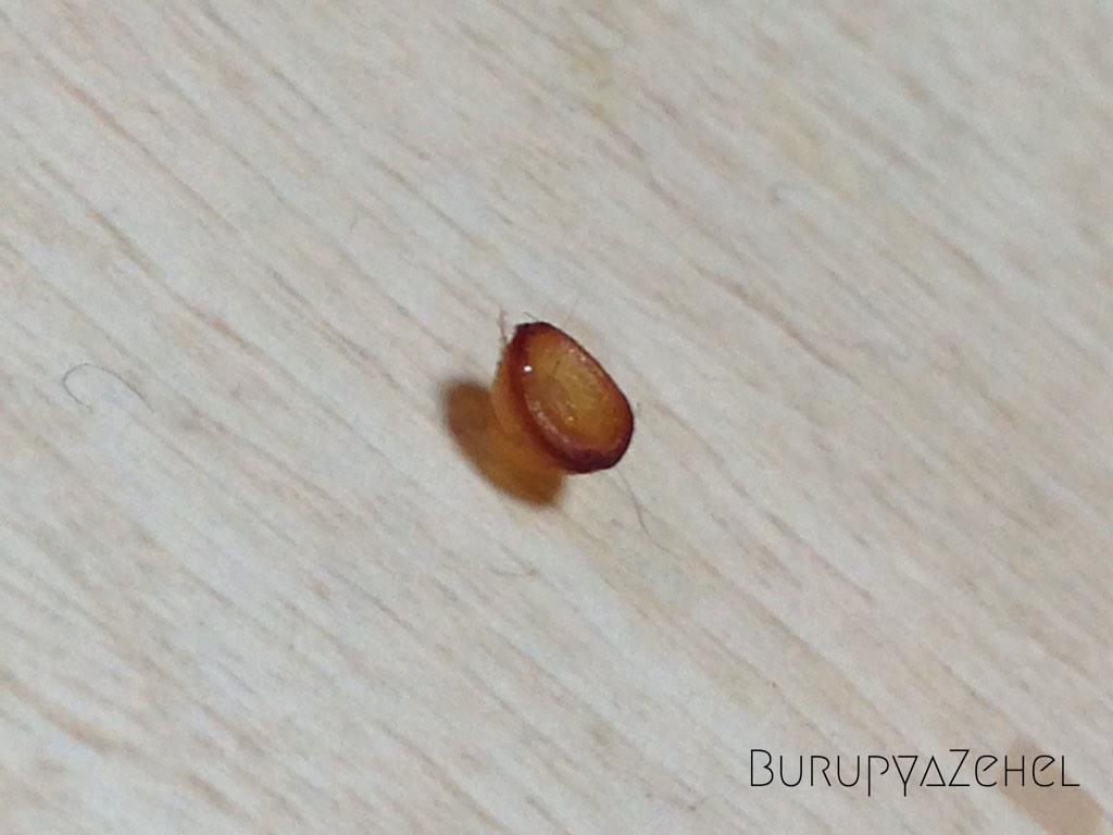 たこ たこ